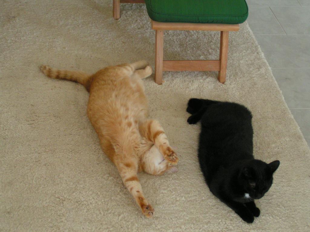 Nowak'S Own B&B เชดิแอก ภายนอก รูปภาพ